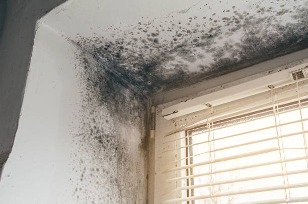 Affordable Commercial Mold Remediation solutions in Victoria, VA